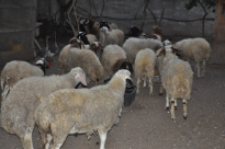 بمناسبة حلول عيد الأضحى - خروف عيد الأضحى لدى جلال وغنام 